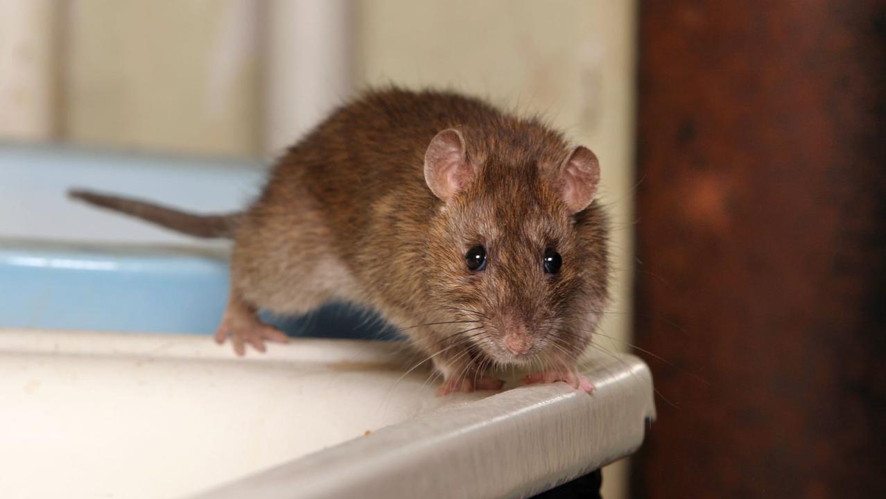 Rato em cima de balcão